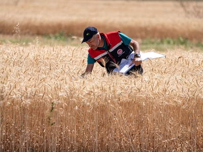 Biçerdöverler, dane kaybına karşı denetleniyor