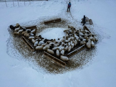 Besicilerin dondurucu soğukla mücadelesi