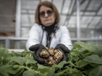 Erzurum'da yerli patates çeşitleri geliştiriliyor