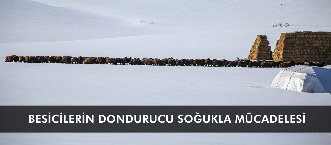Besicilerin dondurucu soğukla mücadelesi