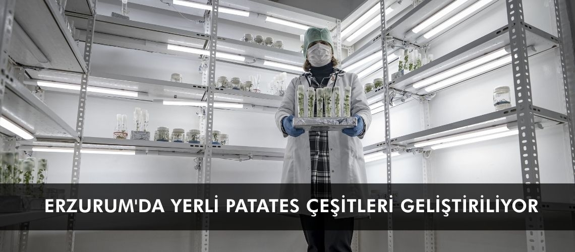 Erzurum'da yerli patates çeşitleri geliştiriliyor