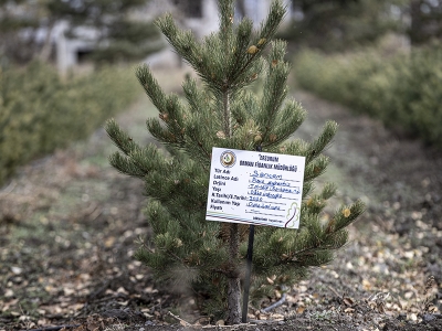 Doğu Anadolu'da 77 bin 200 fidan toprakla buluşacak