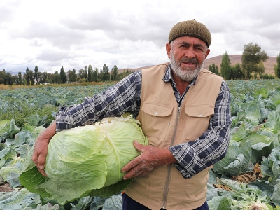 Erzurum’da lahana hasadı sürüyor