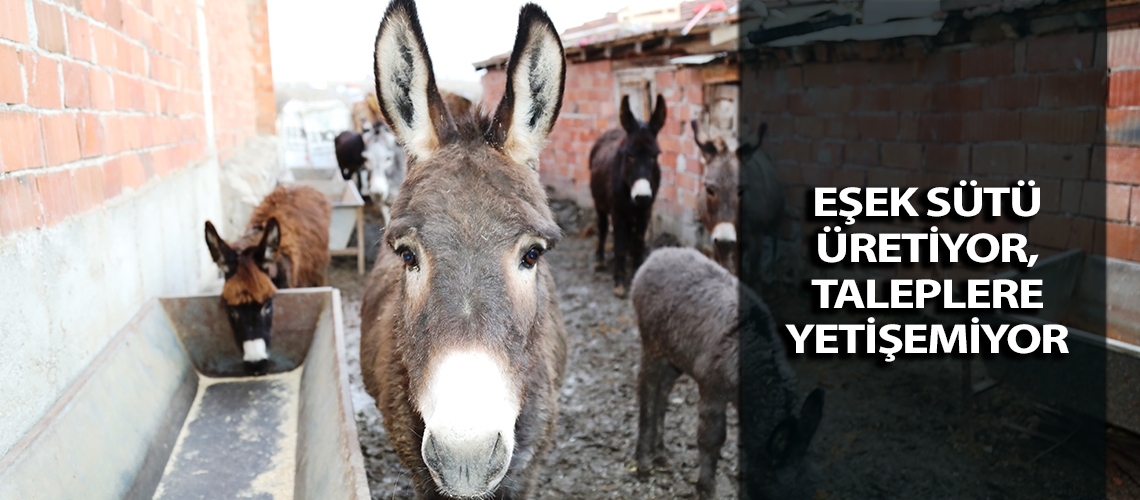 Eşek sütü üretiyor, taleplere yetişemiyor