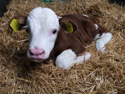 ‘Güçlü Besi Güçlü Üretim Projesi’ Amasya’da başladı