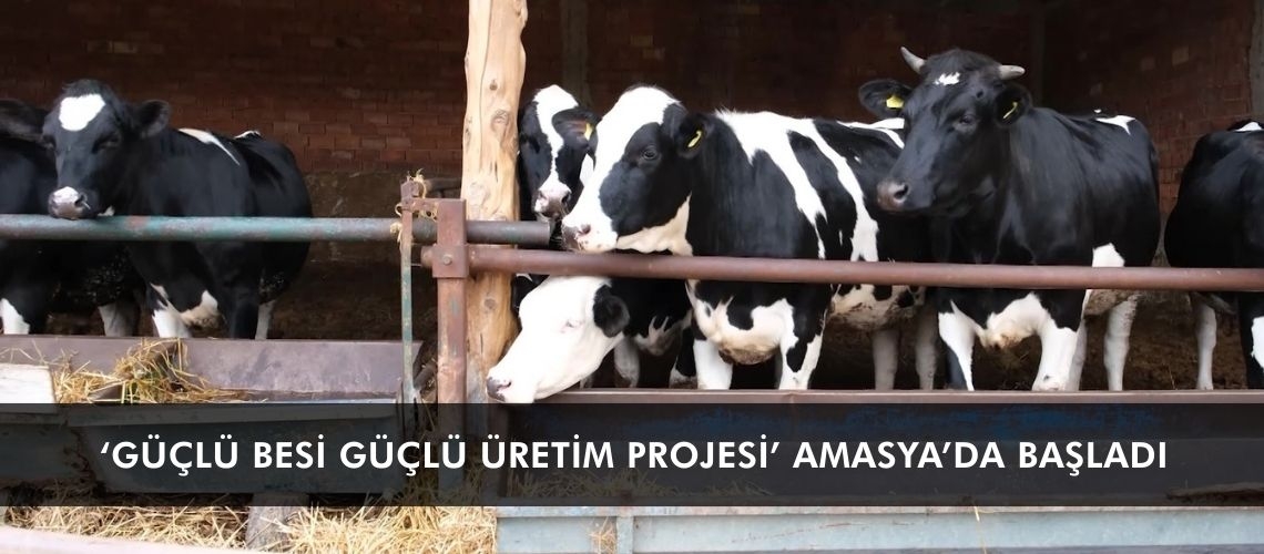 ‘Güçlü Besi Güçlü Üretim Projesi’ Amasya’da başladı