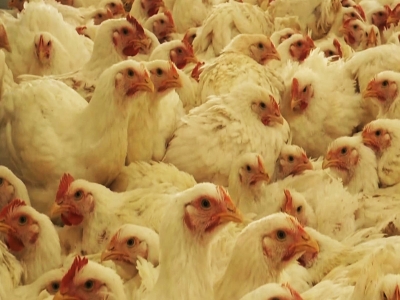 Etlik Piliçte Hormon ve Antibiyotik var mı?