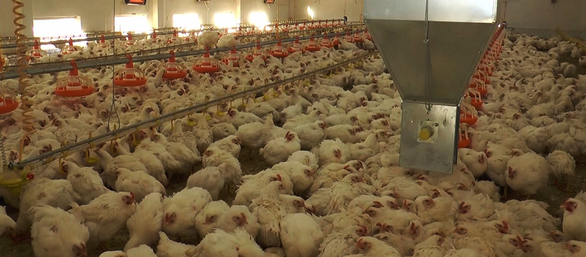 Etlik Piliçte Hormon ve Antibiyotik var mı?