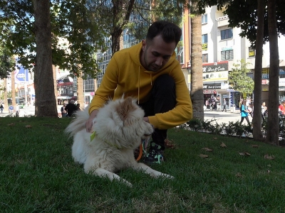 Evcil hayvanlarda mikroçip süresi daralıyor