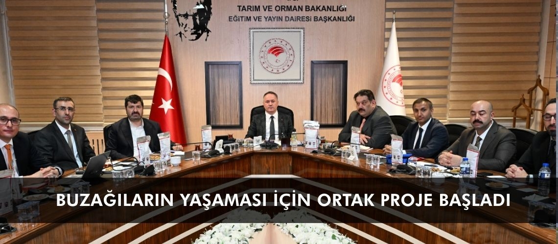 Buzağıların yaşaması için ortak proje başladı