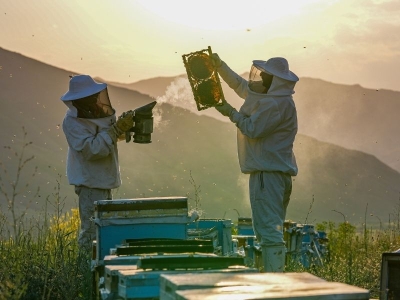 Faraşin Yaylası gezgin arıcıların durağı oldu