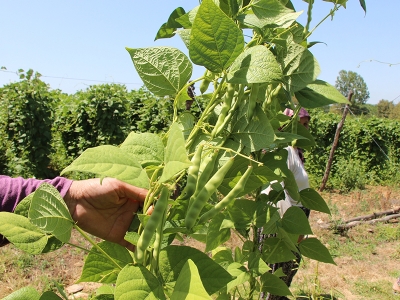 Bilecik'in tescilli boncuk fasulyesindeki verim sevindirdi