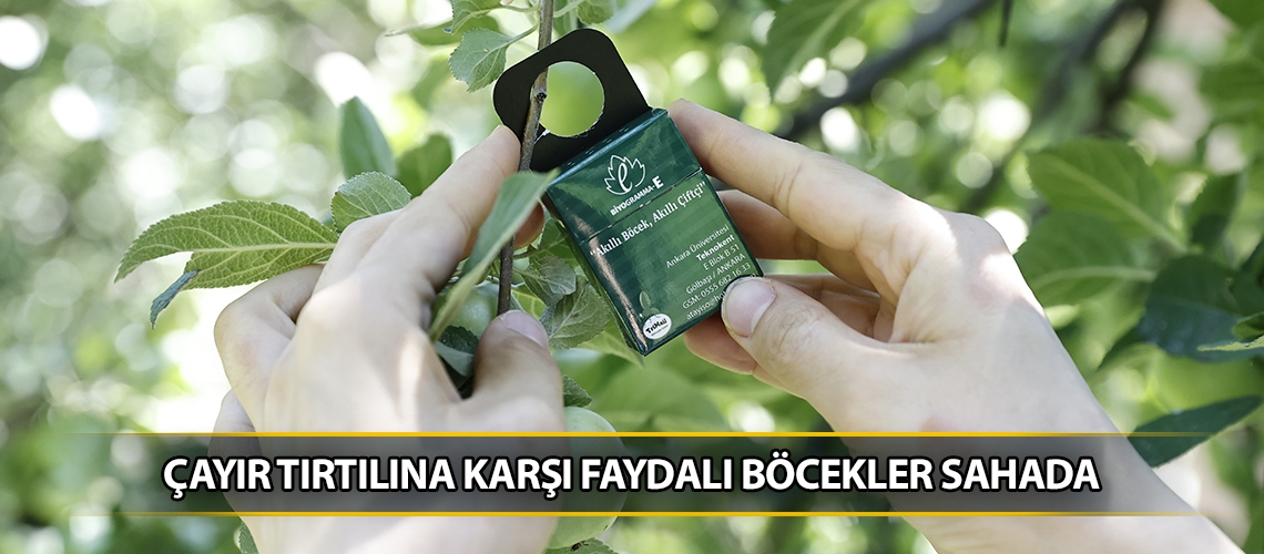 Çayır tırtılına karşı faydalı böcekler sahada
