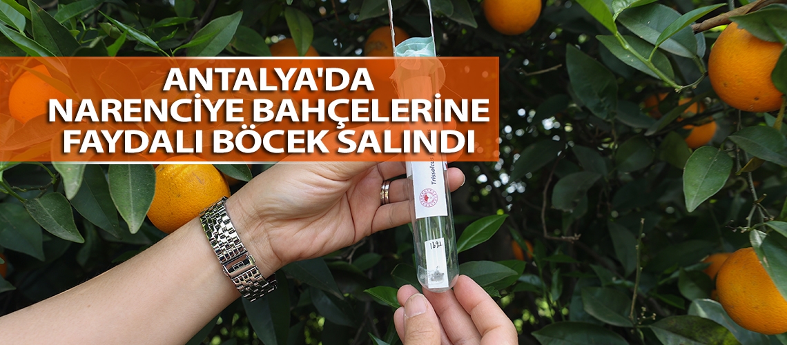 Antalya'da narenciye bahçelerine faydalı böcek salındı