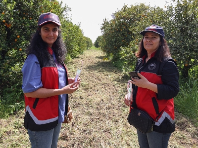 Antalya'da narenciye bahçelerine faydalı böcek salındı