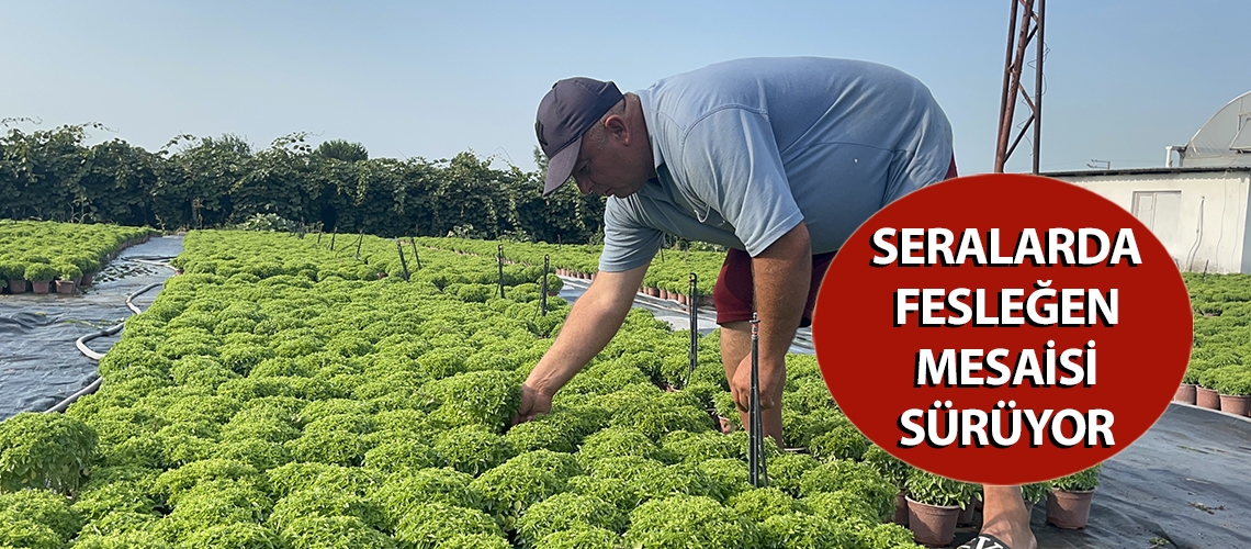 Seralarda fesleğen mesaisi sürüyor