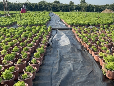 Seralarda fesleğen mesaisi sürüyor