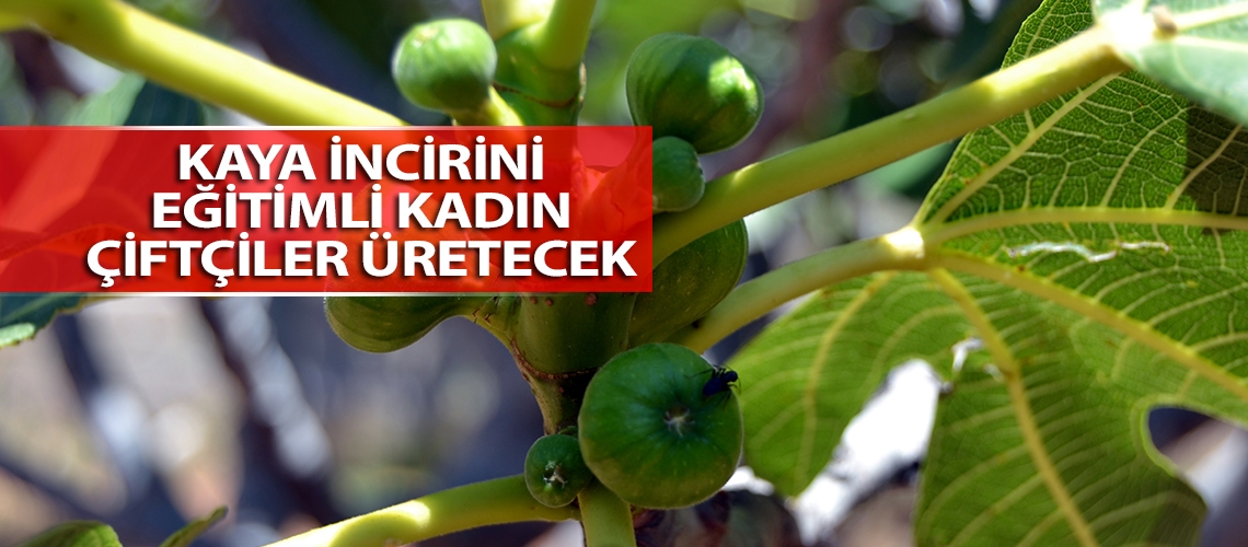 Kaya incirini eğitimli kadın çiftçiler üretecek