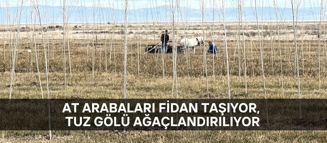 At arabaları fidan taşıyor, Tuz Gölü ağaçlandırılıyor