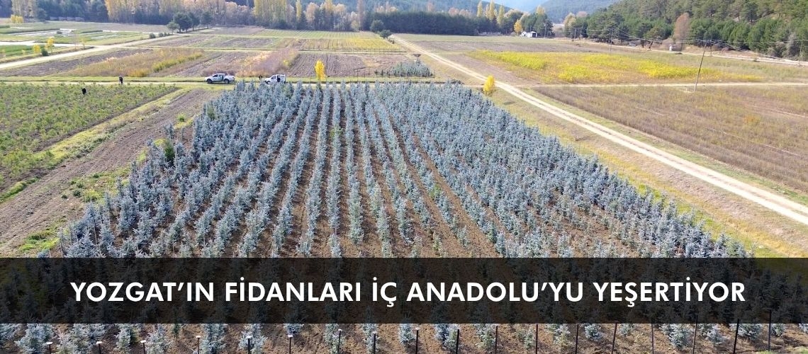 Yozgat’ın fidanları İç Anadolu’yu yeşertiyor