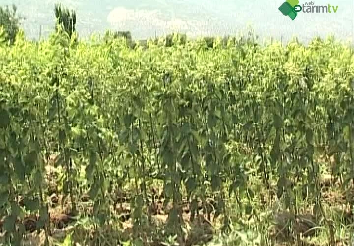 Fidan Yetiştirme ve Aşılama Teknikleri