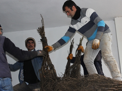 Balıkesir’in köyünden 3 kıtaya ihracat…