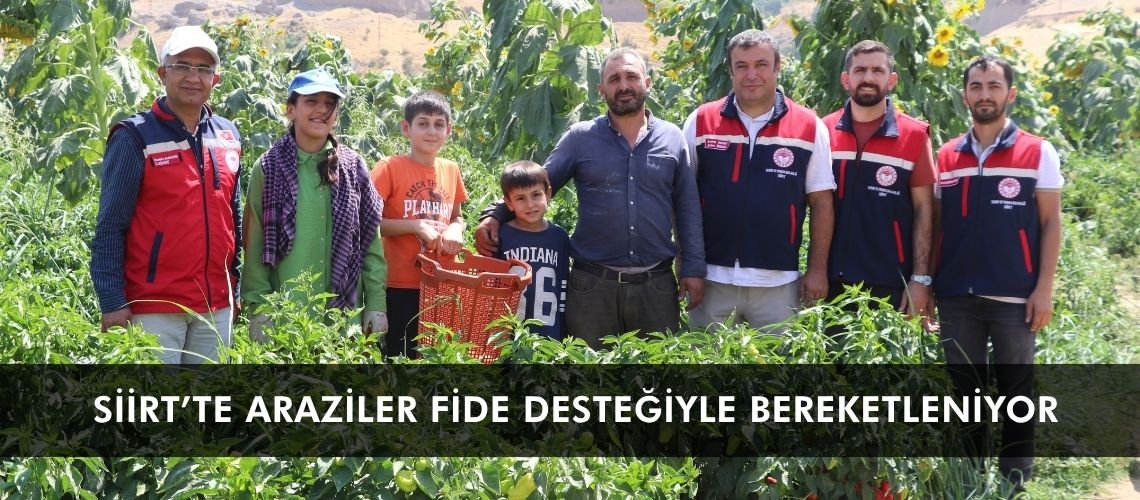 Siirt’te araziler fide desteğiyle bereketleniyor