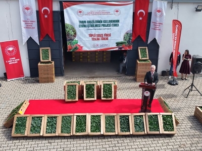Sebzecilik fide desteğiyle canlanıyor