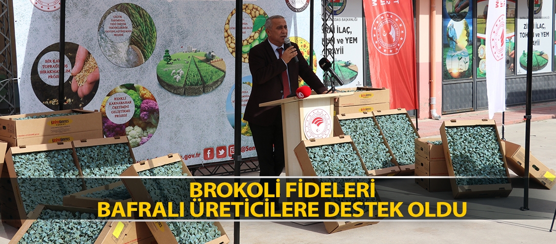 Brokoli fideleri Bafralı üreticilere destek oldu
