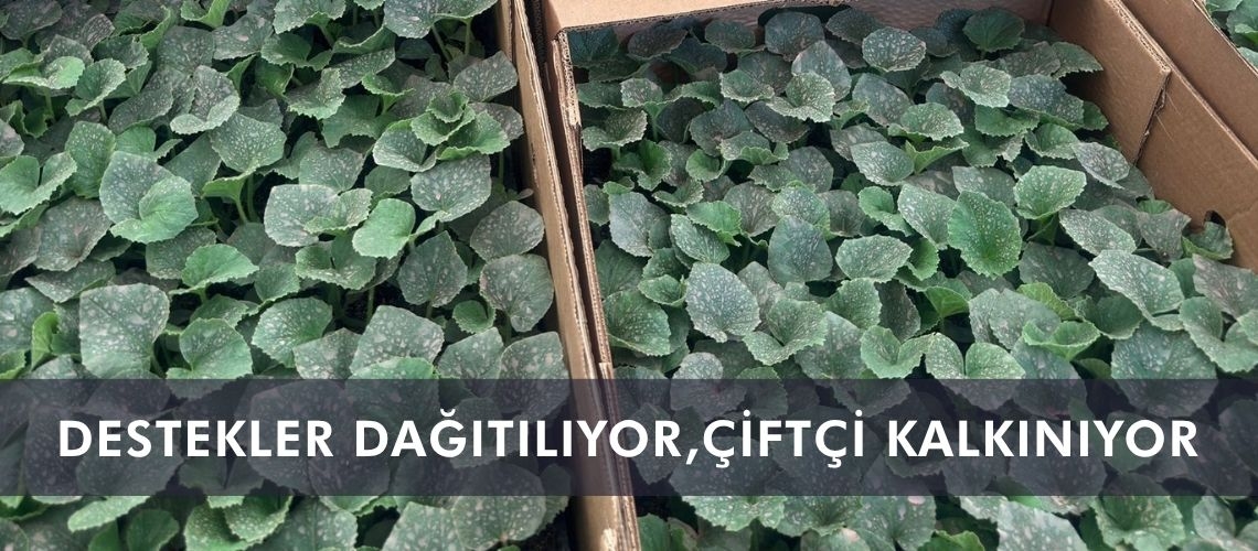 Destekler dağıtılıyor, çiftçi kalkınıyor