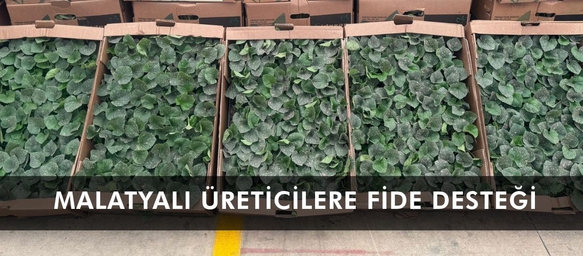 Malatyalı üreticilere fide desteği