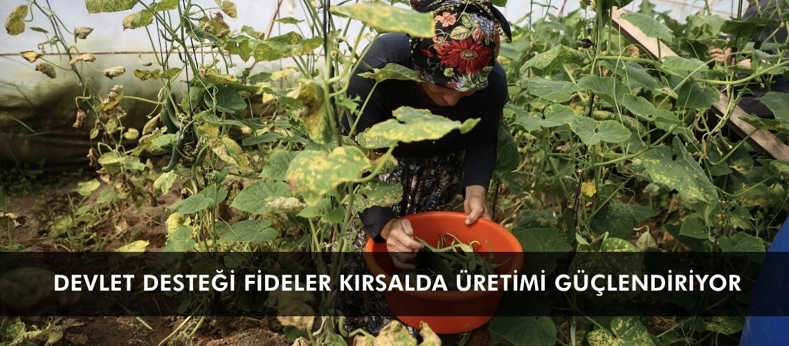 Devlet desteği fideler kırsalda üretimi güçlendiriyor