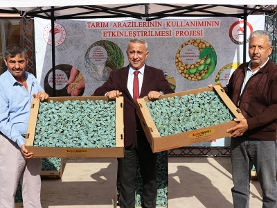 Brokoli fideleri Bafralı üreticilere destek oldu