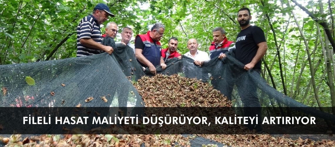 Fileli hasat maliyeti düşürüyor, kaliteyi artırıyor