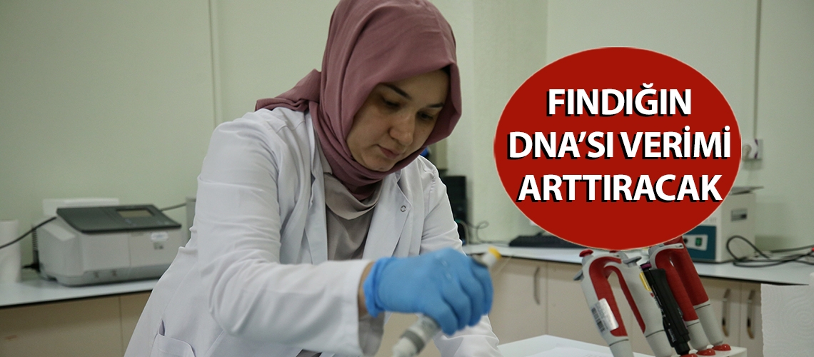Fındığın DNA’sı verimi arttıracak