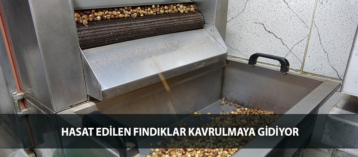Hasat edilen fındıklar kavrulmaya gidiyor