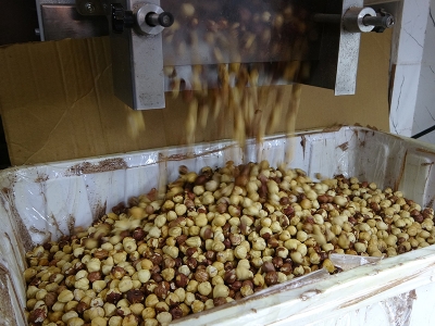 Hasat edilen fındıklar kavrulmaya gidiyor