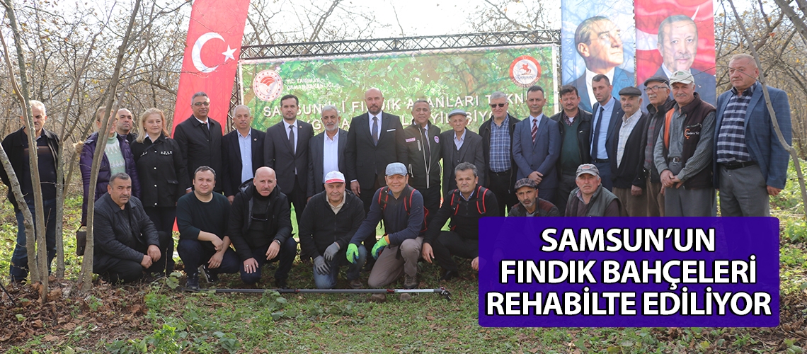 Samsun’un fındık bahçeleri rehabilte ediliyor