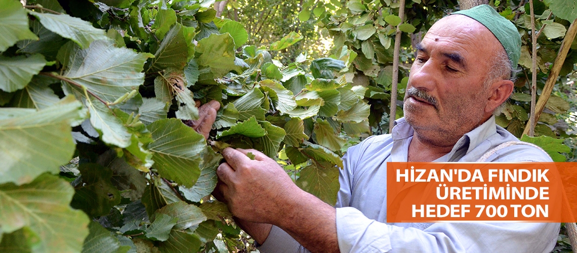 Hizan'da fındık üretiminde hedef 700 ton