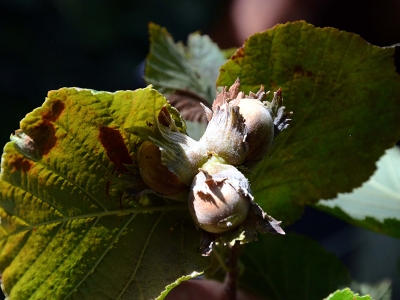 Hizan'da fındık üretiminde hedef 700 ton