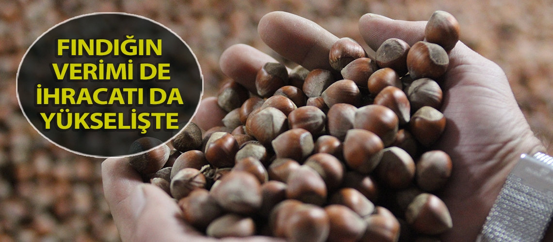 Fındığın verimi de ihracatı da yükselişte