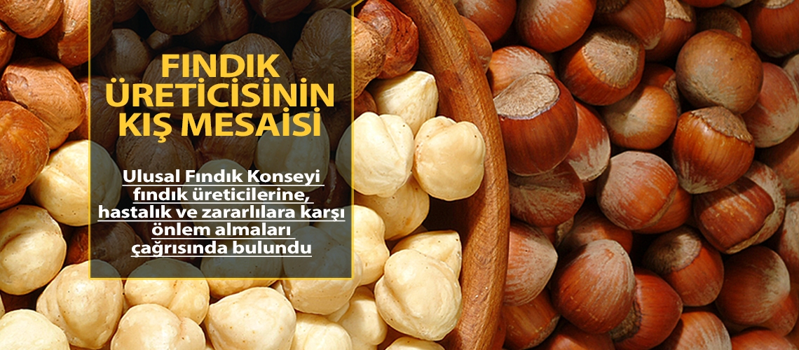 Fındık üreticisinin kış mesaisi