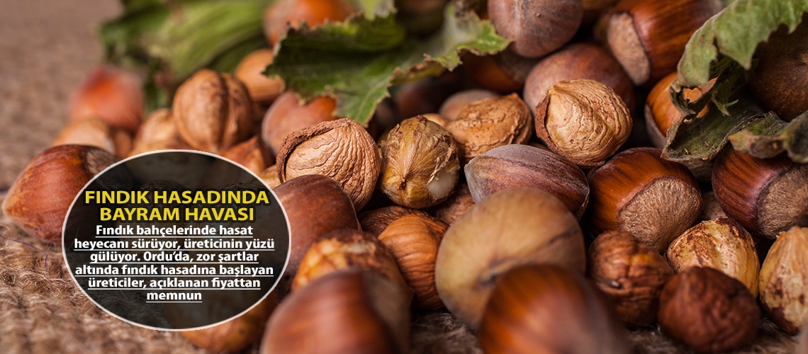 Fındık hasadında bayram havası