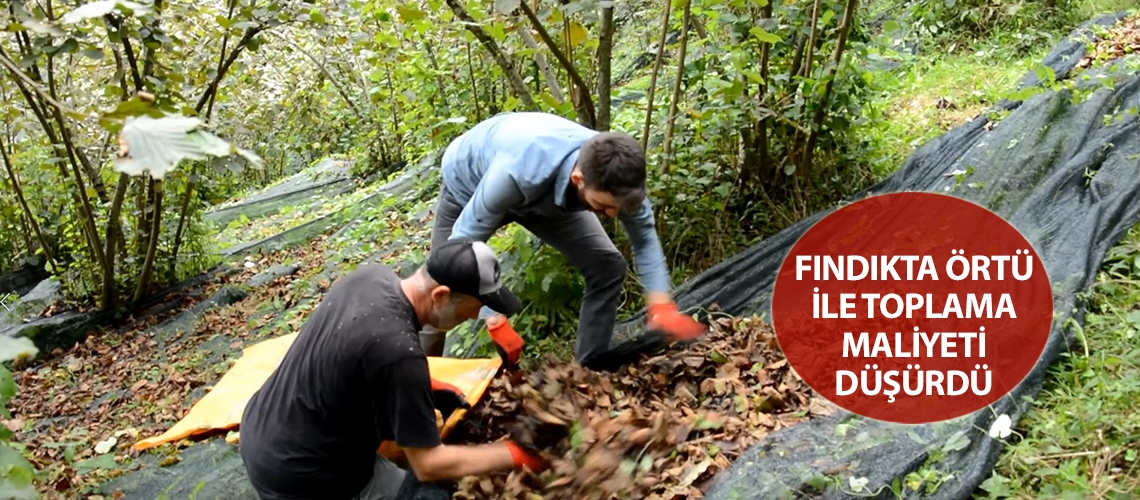 Fındıkta örtü ile toplama maliyeti düşürdü