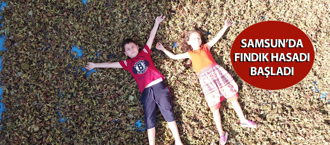 Samsun’da fındık hasadı başladı