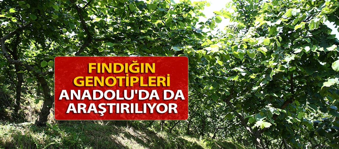 Fındığın genotipleri Anadolu'da da araştırılıyor