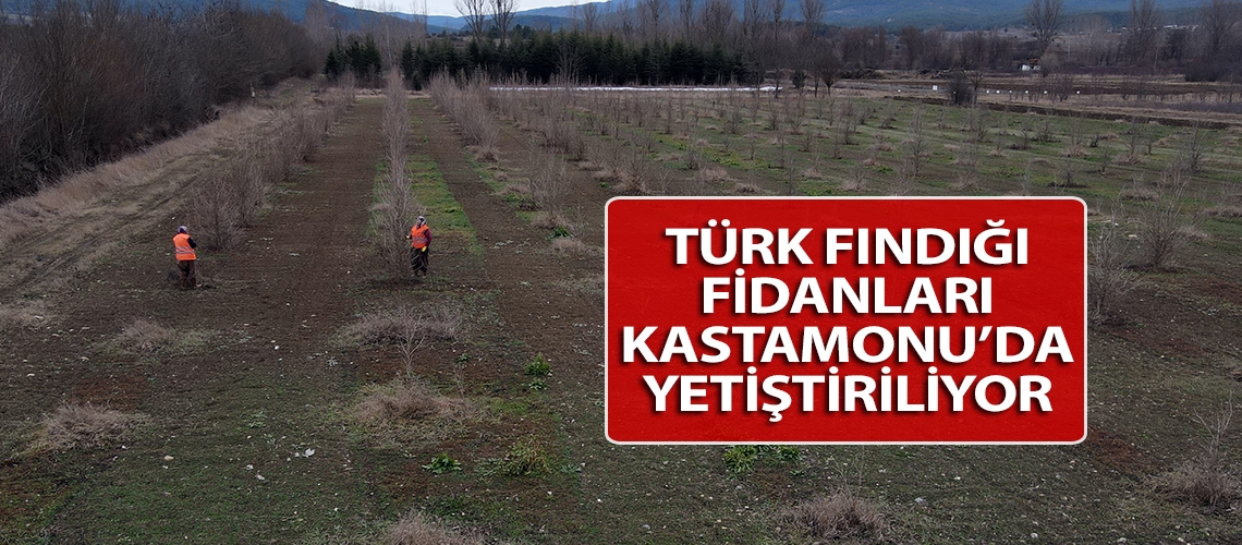 Türk fındığı fidanları Kastamonu’da yetiştiriliyor