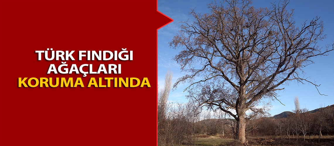 Türk fındığı ağaçları koruma altında