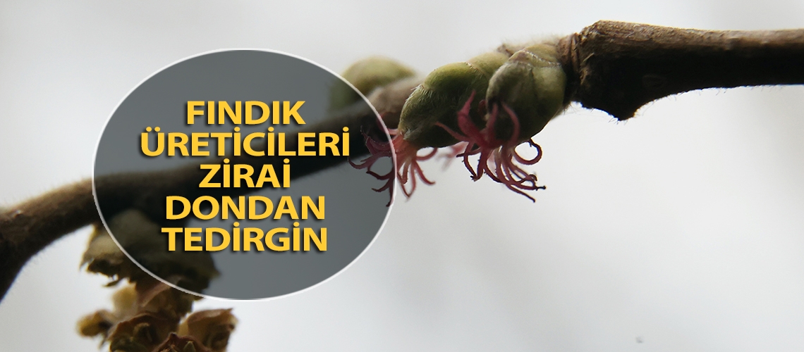 Fındık üreticileri zirai dondan tedirgin