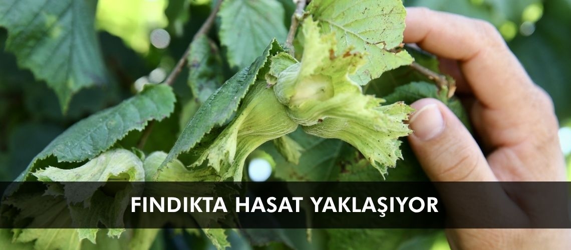 Fındıkta hasat yaklaşıyor
